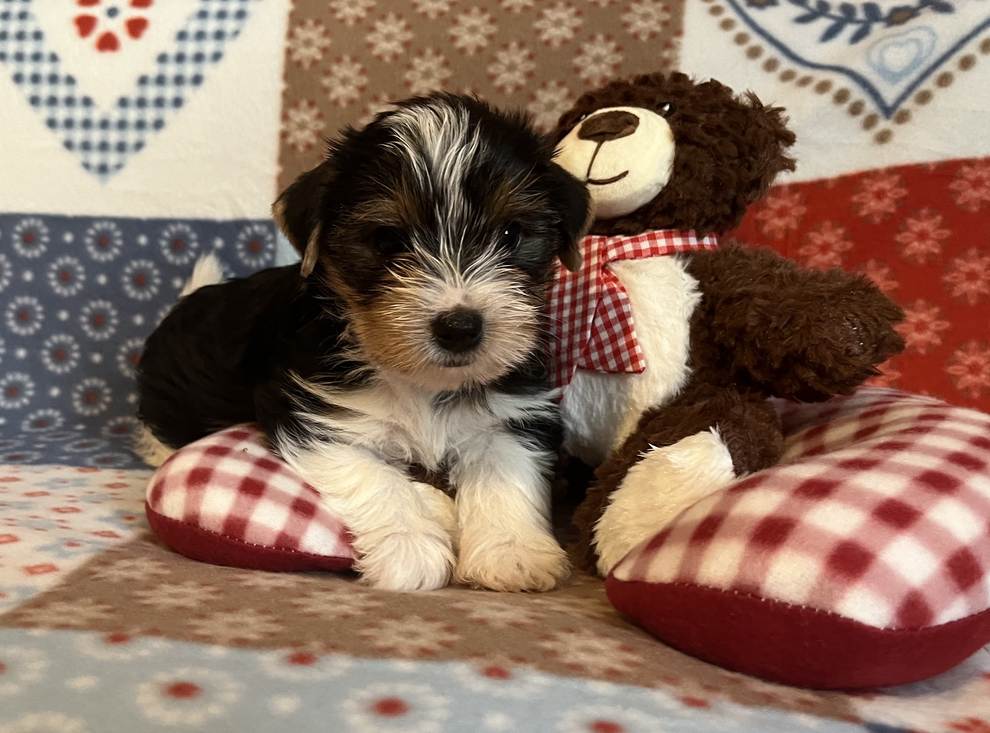 Biewer Yorkshire Terrier Und Yorkshire Terrier Vom Holzwinkel Bayern biewer-yorkshire-terrier-und-yorkshire-terrier-vom-holzwinkel-bayern